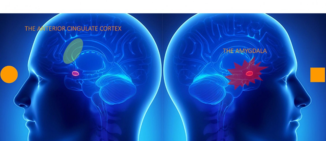 neuroaesthetics | design | curvature | habitat theory